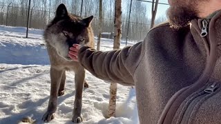 Канадский Волк Акела спустя долгое время дал себя потрогать за НОС Контрольное взвешивание волэндов
