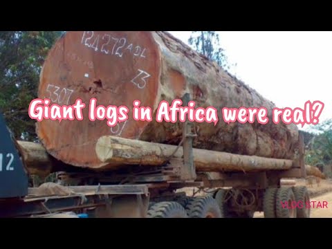 Giant logs in