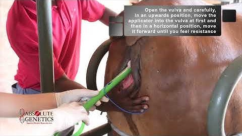 Absolute Genetics: Cattle Synchronization