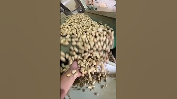 AMD  Groundnut/Peanut With Deep Learning Sorting Machine For#colorsorter #sorting #sorter #sortex