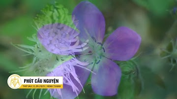 Phút Cầu Nguyện, Thứ Sáu 11/09/2020: Người Trẻ Cần Biết Lên Tiếng Đúng Lúc