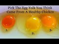 Do You Know Which Egg Came From A Healthy Chicken!