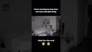 See What This Dog Does Every Morning | Dog Emotion   #Dogloverspsychology #Doglovers #Dogbehavior