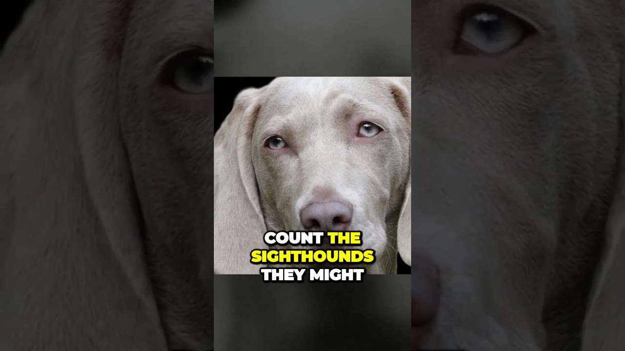 The Lightning Speed of Weimaraner