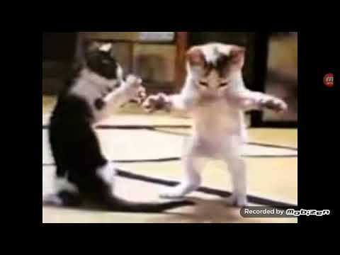 Arapca sarki ile dans eden kedi