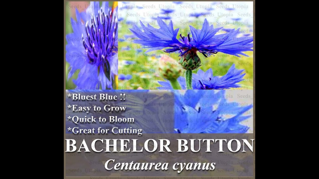 Dwarf Blue Bachelor Button Seed - Centaurea cyanus FLOWER SEEDS on www