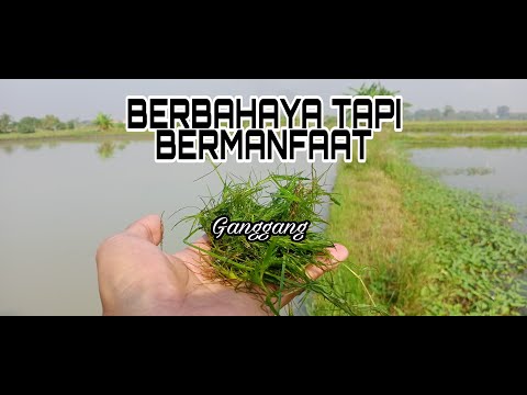 Video: Apakah semua ganggang berbahaya?