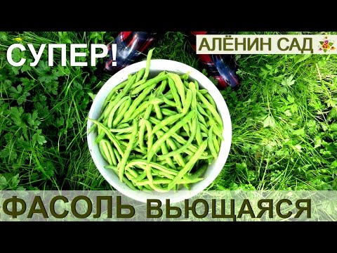 ФАСОЛЬ СПАРЖЕВАЯ, СТРУЧКОВАЯ, ВЬЮЩАЯСЯ, ФРАНЦУЗСКАЯ... СУПЕР-РАСТЕНИЕ ДЛЯ ВСЕХ!!!