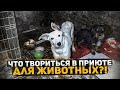 В каких условиях живут животные... Какое отношения к собакам? Что происходит в приюте?