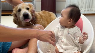 [Kdog life] Retriever Gets More Excited About Playing with Noodles Than the Baby