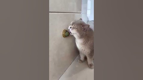 Cats go crazy for catnip ❤ #cat  #catnip #funny #fypシ゚viral