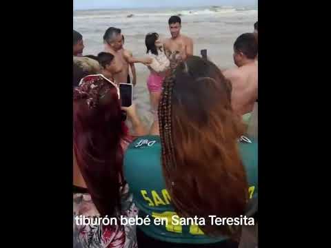 Turistas jugando con tiburón bebé en Santa Teresita