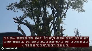 일본의 강아지야 #민속학 #속신어 #언령 #풍습