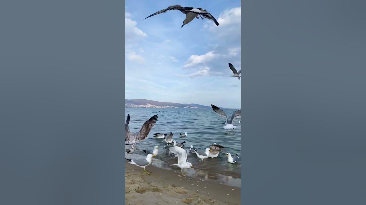 Нэнси Ялта море Чайка