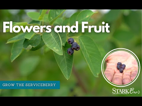 Бейне: Serviceberry Fruit - Сервисжидек ағаштарын өсіруге арналған кеңестер