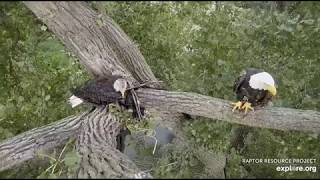 Decorah Eagles Mom \& SA Hanging Out At Nest 1, 8\/11\/19