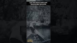 MANJALO cigak lolok- kebiasaan mencari ikan orang Tapung Kiri -kampar