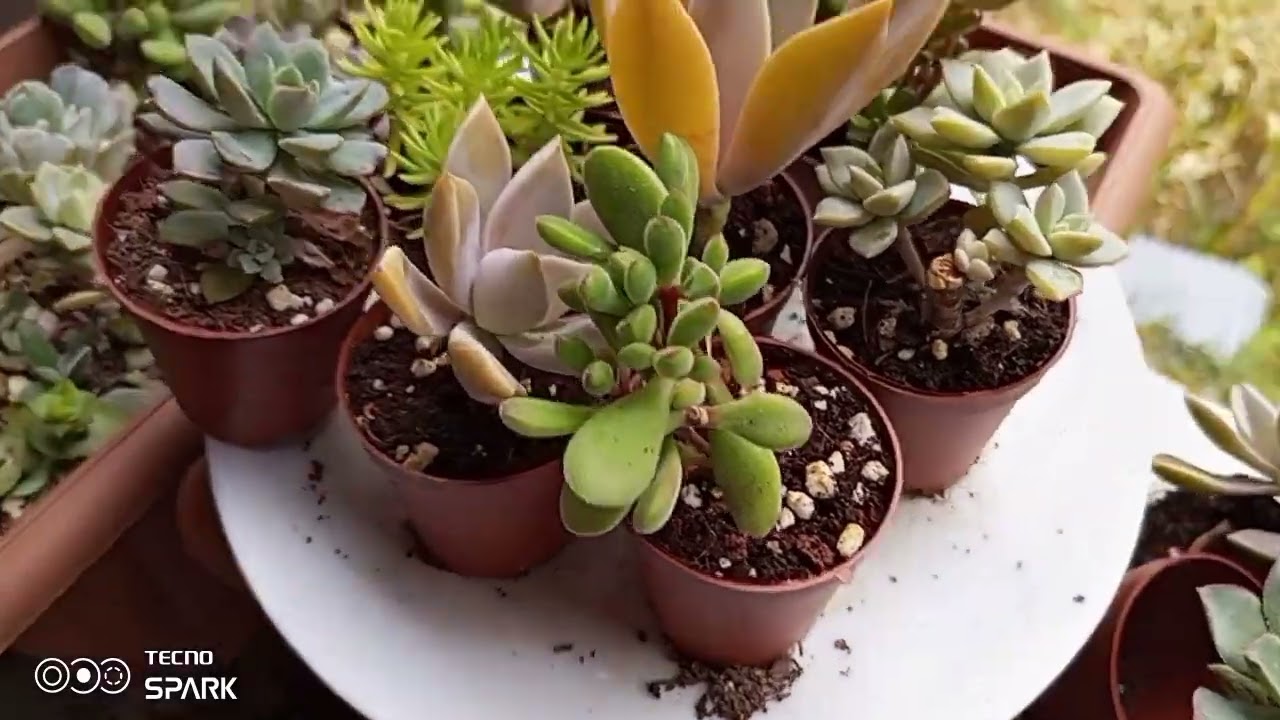 🙋🙋uzun bir aradan sonra sukulentlerim🌸🌸#çiçek #sukulentbakımı #vlog #kaktus #sukulent