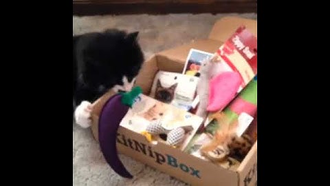 Muppet & her KitNipBox