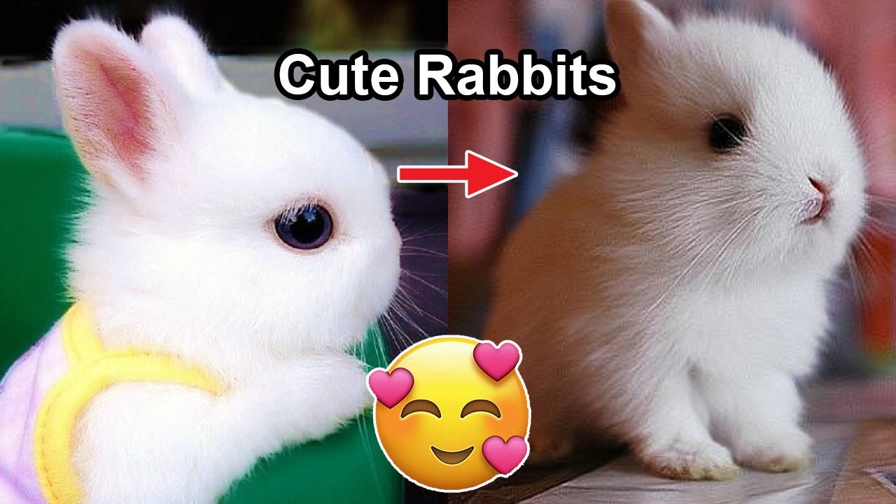🤣 TRY NOT TO LAUGH CHALLENGE🤣  - Funny and Cute Baby Bunny Rabbit Compilation Videos EVER 2020