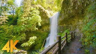 3,5 HRS Summer Forest Walk in Oregon's Park  4K Nature Sounds of South Falls & Maple Ridge Loop