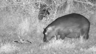 one of the hippos played with and killed the injured Egyptian Goose 18/7/26