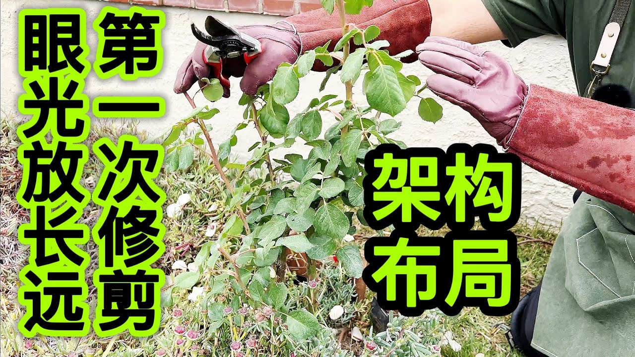园艺篇443 月季裸根苗第一波花后的修剪，为今后的主力架构打基础！
