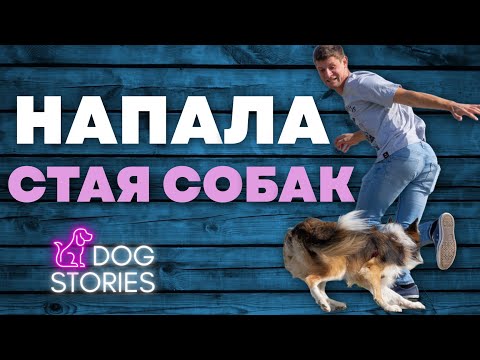 Видео: Как избежать нападения зубра