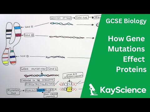 Effects of Gene Mutation on Proteins | GCSE Biology (9-1) | kayscience.com