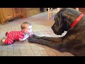 Funniest BABY And PETS Meltdowns Caught ON CAMERA Cute Babies Videos COOL PEACHY Funniest BABY And PETS Meltdowns Caught ON CAMERA Cute Babies Videos COOL PEACHY