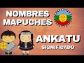 Nombre ankatu  conoc su significado y su origen mapuche 