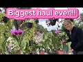 Biggest and best orchid haul ever