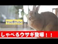 【衝撃】しゃべるウサギ #Shorts