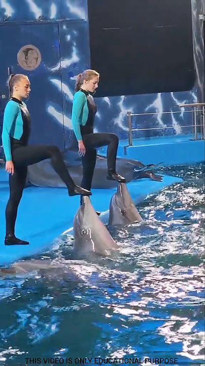 Actually, no one came to see the dolphins today . #jessica