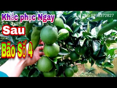Video Khắc Phục Sau Bão Số 4- Cần Làm Gì? phun gì? giúp Cam... - youtube