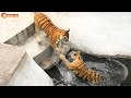 Водные игры полосатых тигров! Тайган. Tigers life in Taigan.