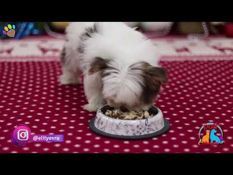 Video: Köpeklerin Kış Kıyafetlerine İhtiyacı Var mı?