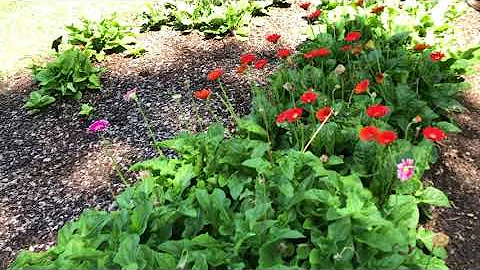 In the Garden With Dave: Gerber Daisy