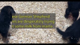 Puppies don't want to get weaned by Watchman German Shepherds 252 views 3 months ago 1 minute, 37 seconds