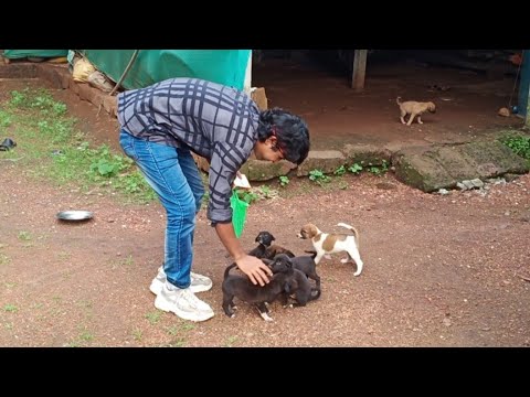 बिचारी कुत्र्यांची पिल्ले... |DOG| puppy | hrishabh todankar |