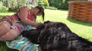Newfoundland dog Daima doesn't mind lounging together in the shade.