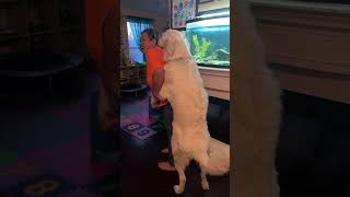 Great Pyrenees puppy so funny #doglover #lifestyle #calgaryalberta #greatpyrenees