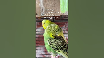#سورة_الفلق #رقية_شرعية #تحصين #قرآن #العراق #اكسبلور #طيور #البادجي #quran #birds #budgies #texas