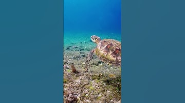 Let Surah Al-Waqi’ah Heal You | الواقعة تلاوة تهز القلب #RelaxingTilawah #QuranPeace