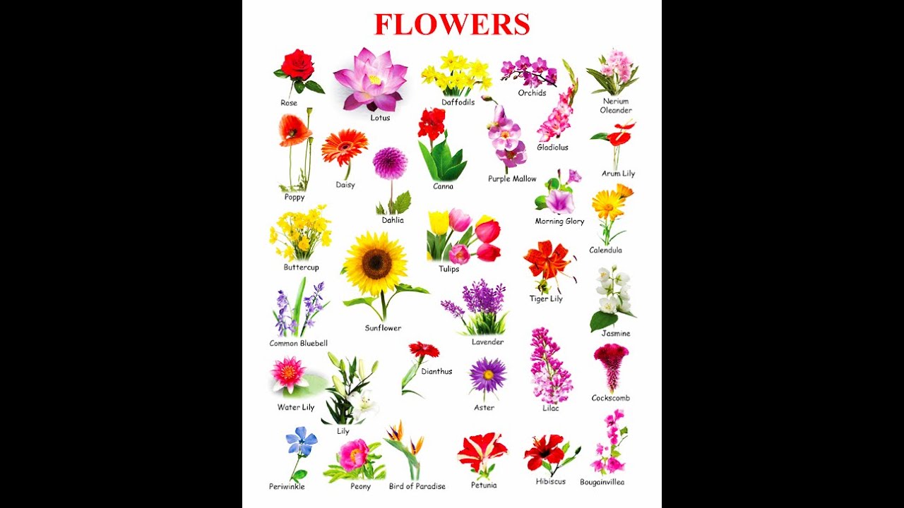 Flower Names in Hindi & English with Images (150+ फूलों के नाम)