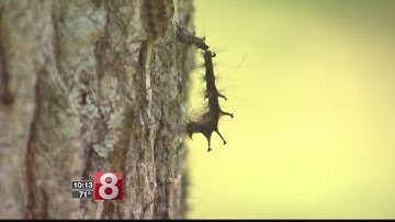Caterpillar-damaged trees removed by Eversource