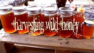 Harvesting Wild Honey