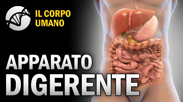 Come funziona il corpo umani?