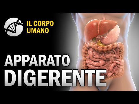 Apparato Digerente - Il Corpo Umano | Estratto