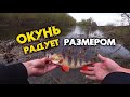 ОКУНИ РАДУЮТ РАЗМЕРОМ / ЩУКА и ОКУНЬ АКТИВНО КЛЮЮТ ПОСЛЕ НЕРЕСТА /ВЕСЕННИЙ СПИННИНГ / река ПСЕЛ